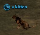 A kitten