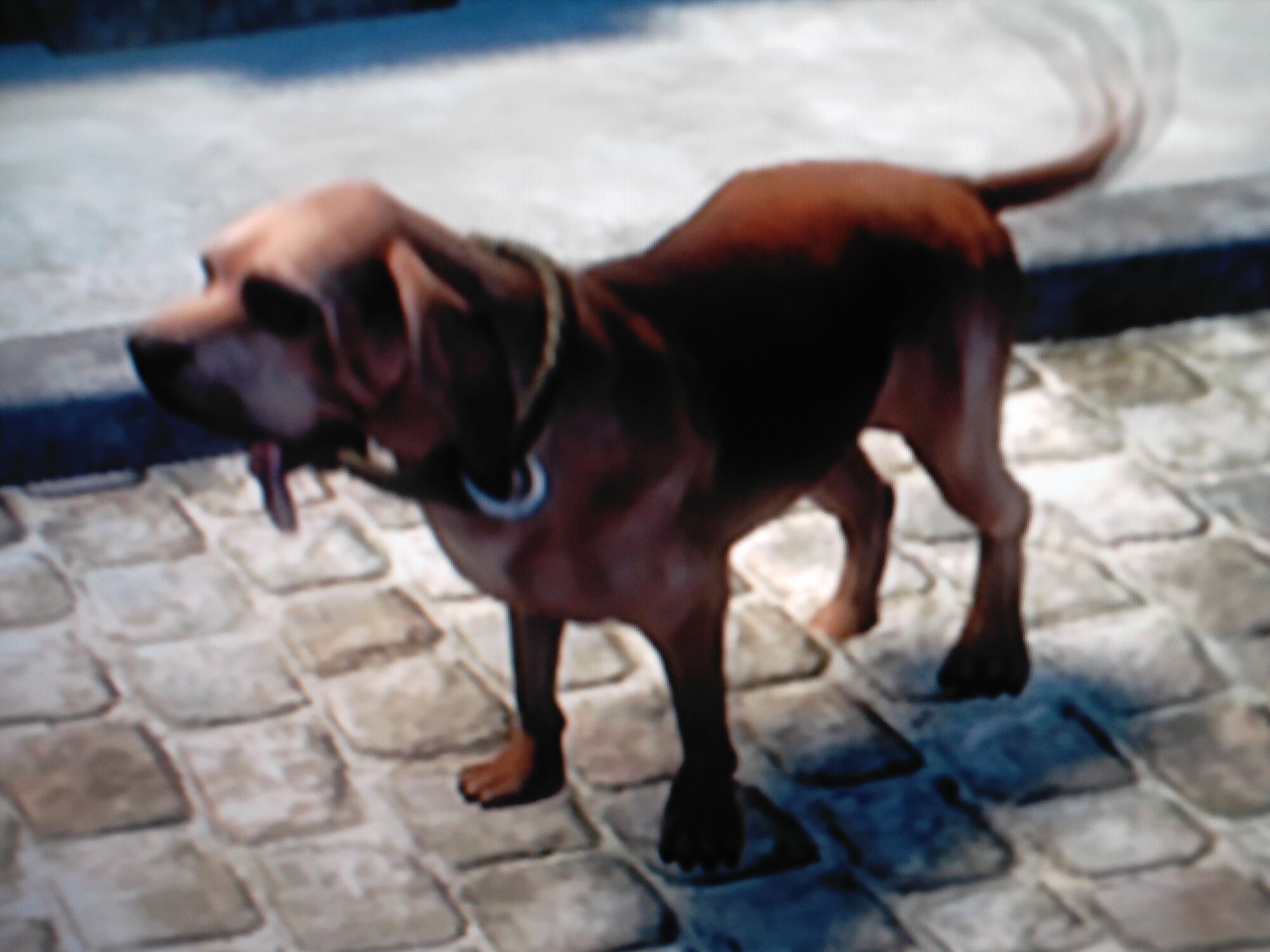 Dog (Fable II) The Fable Wiki FANDOM powered by Wikia