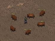 Fo1 Talking Cows.png (50 KB) Fo1 Talking Cows