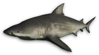 Bull Shark Far Cry Wiki Fandom Powered By Wikia Bull Shark Far Cry Wiki Fandom Powered By Wikia