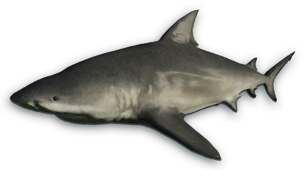 Bull Shark | Far Cry Wiki | Fandom powered by Wikia