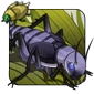 Zebra_Cricket.png