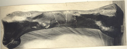 T-rex-bone-250