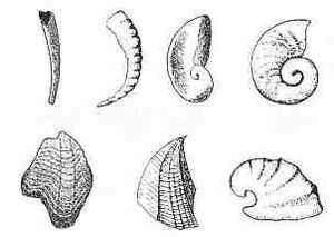 Small shelly fauna repr.1