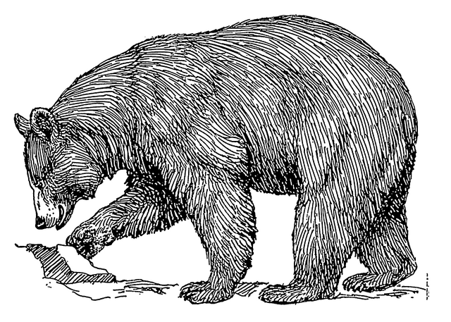 File:Black bear (PSF).png