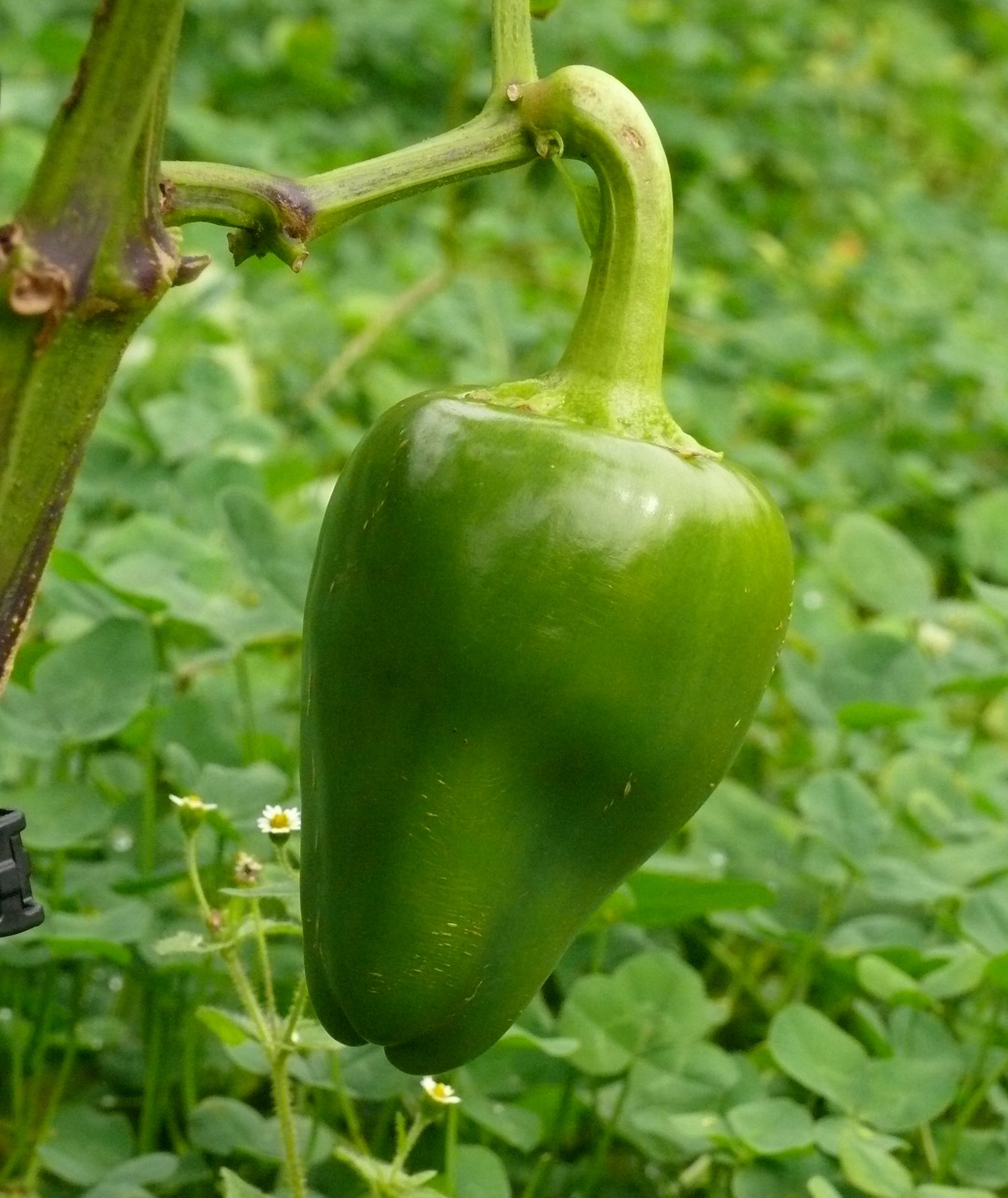 Capsicum annuum �Pimento� WikiGardener FANDOM powered