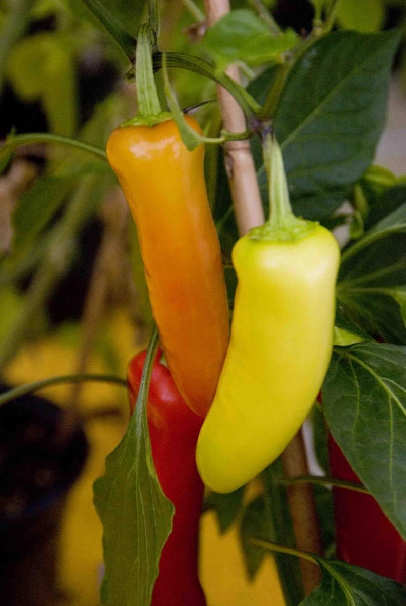 Capsicum annuum 'Hungarian hot wax' WikiGardener FANDOM powered by