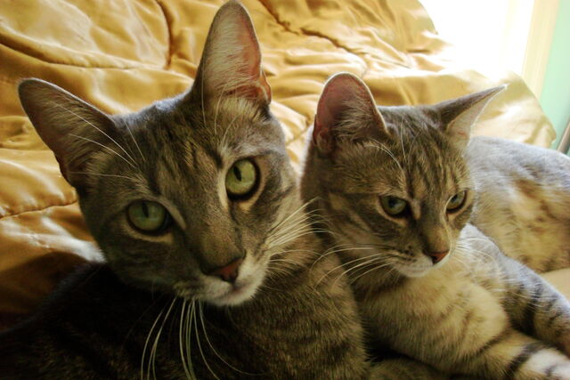 File:The Sibs 4 1.jpg
