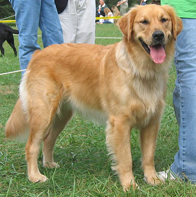golden retriever wiki golden retriever golden retriever wiki fandom powered by wikia golden retriever wiki golden retriever golden retriever wiki fandom powered by wikia