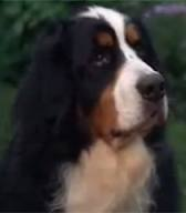 What Kind Of Dog Is Hubble In Good Boy What Kind Of Dog Is Hubble In Good Boy