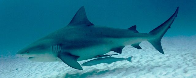 Bull Shark