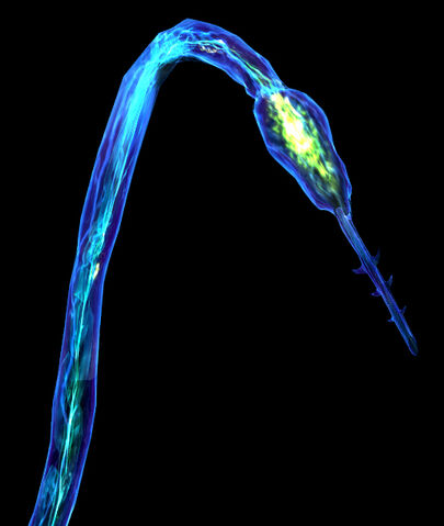 File:E3hydra model.jpg