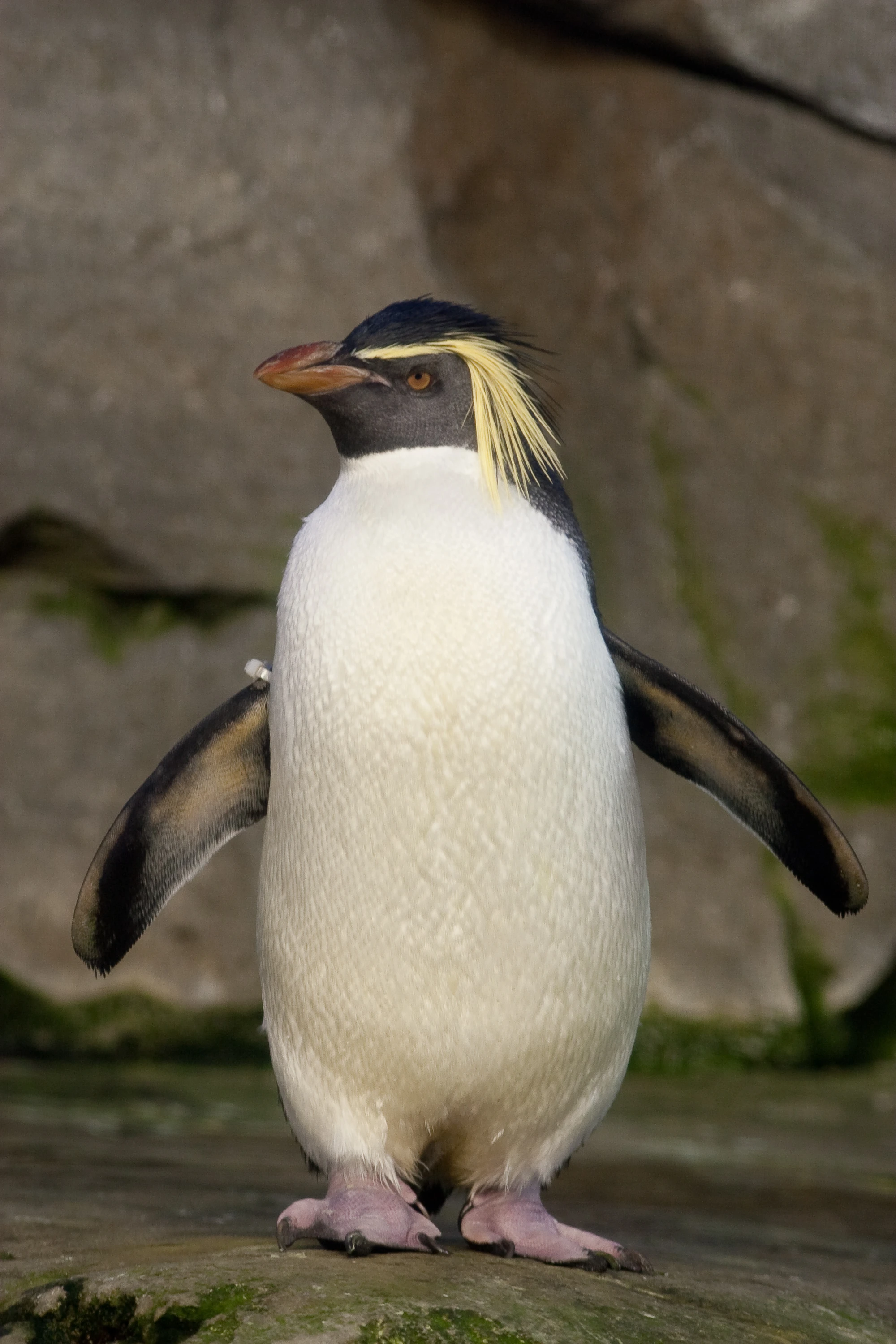 Northern Rockhopper Penguin | Happy Feet Wiki | Fandom powered by Wikia