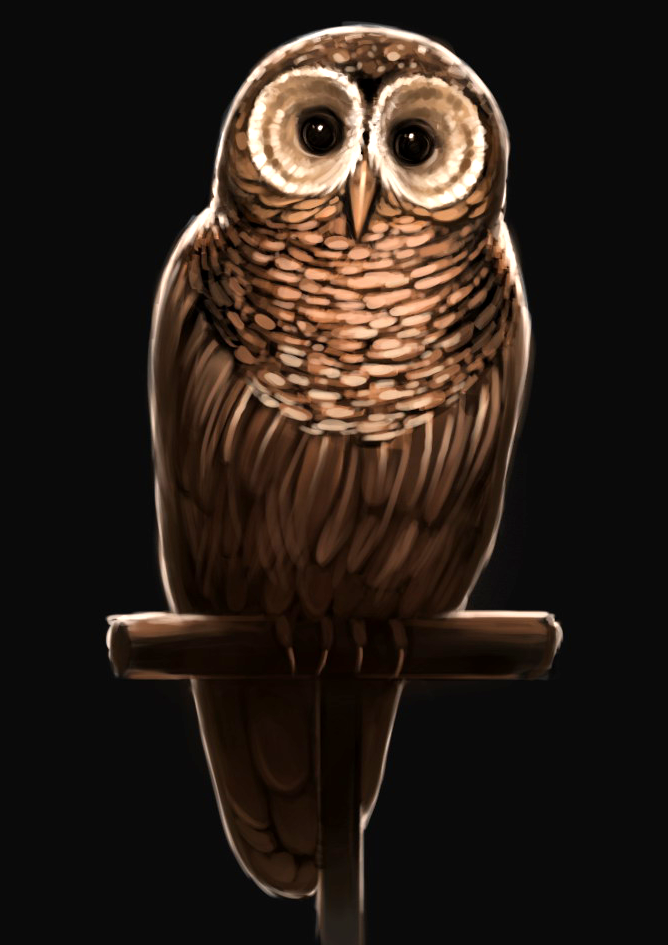 Brown Owl Harry Potter Wiki FANDOM powered by Wikia