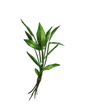 Knotgrass.png (13 KB) Knotgrass
