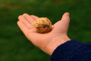 Golden Snitch.gif