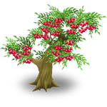 Cherry Tree
