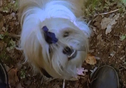 Muffin Headhunter S Horror House Wiki Fandom Powered