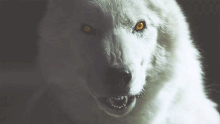 Tumblr mrk5bjvIuz1rjn473o3 500