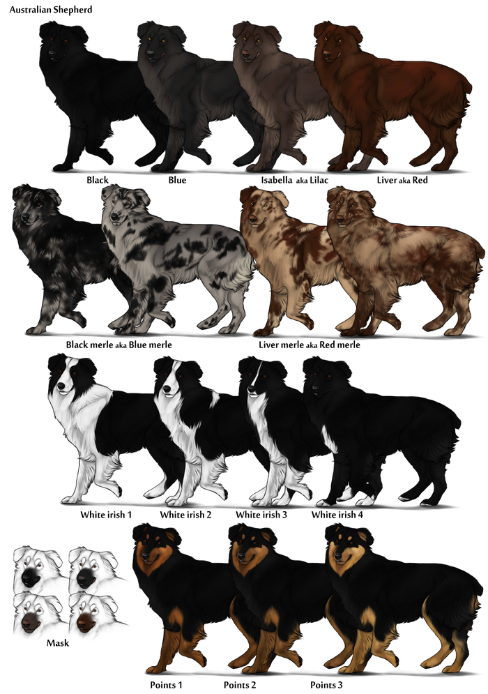 Australian Shepherd Chart