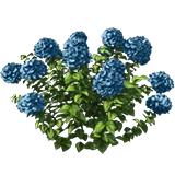 Image - Marketplace Blue Hydrangea-icon.png | Hidden Chronicles Wiki