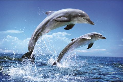 Russian Ministry of Defence article claims humans can telepathically communicate with dolphins Latest?cb=20080521014243