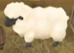 Tot sheep