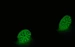 ChicaneDHP80Glow