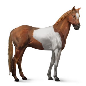 quarter horse with white background pictures quarter horse with white background pictures