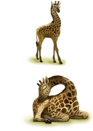 Girafe