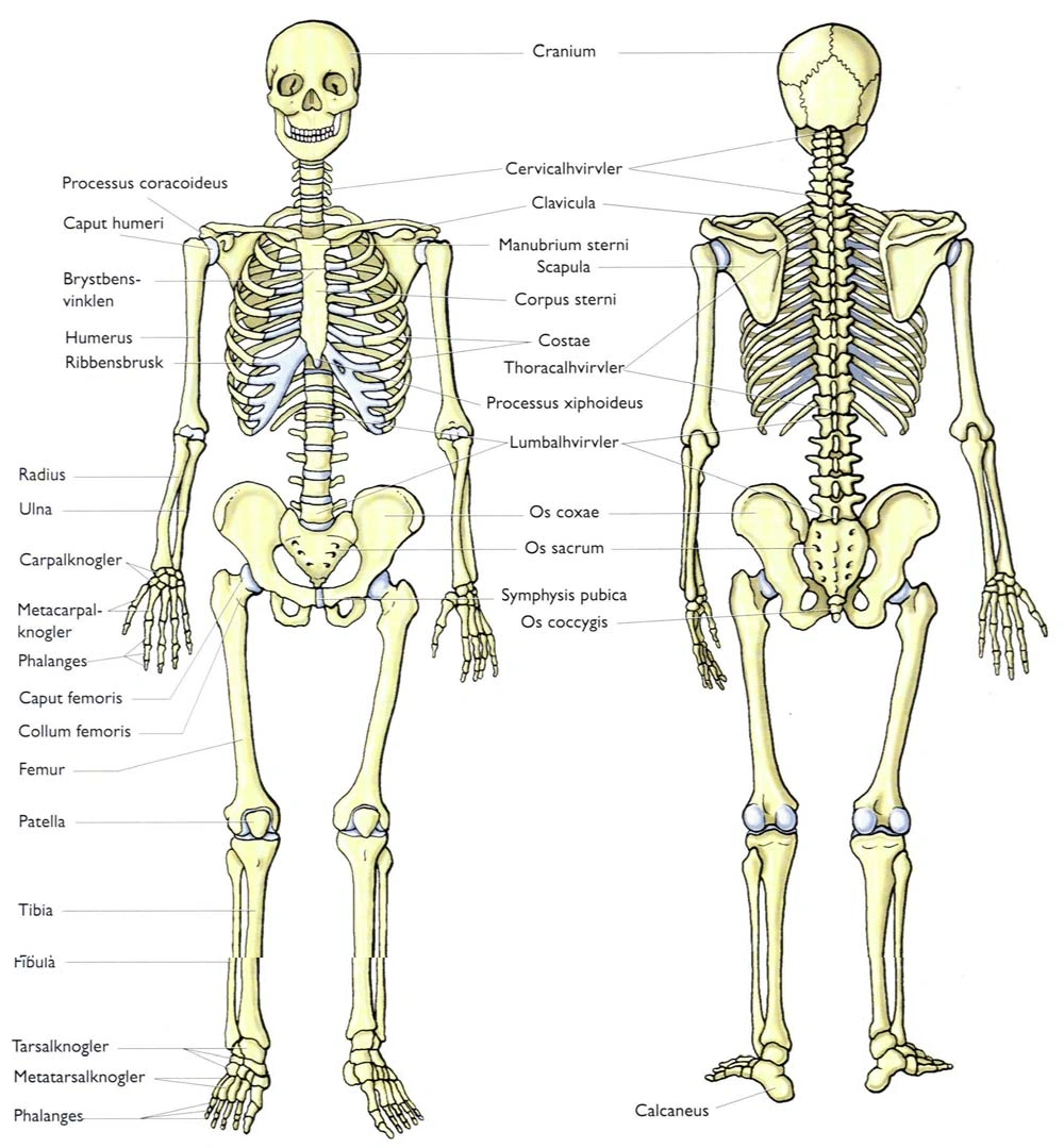 FilKnoglerlatinskebetegnelser.png Pensumbesvarelse for Humanbiologi