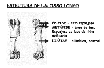 Crescimento3.gif