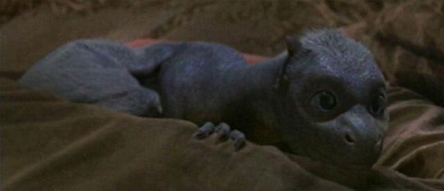 File:Baby Saphira.jpg