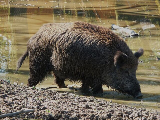 File:Wild boar.jpg