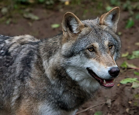 File:Wolf.jpg