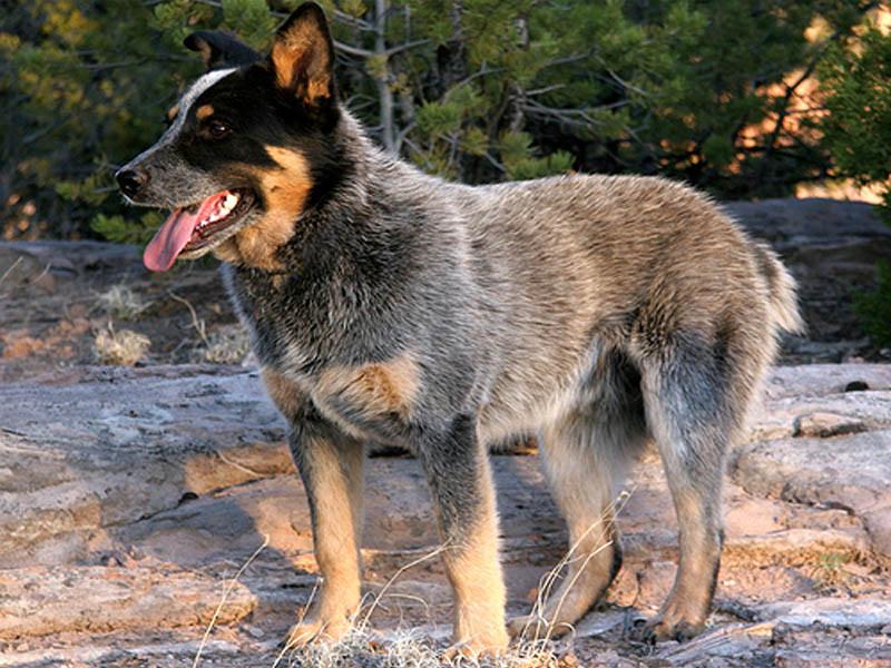 Red Heeler Dog Red Heeler Dog