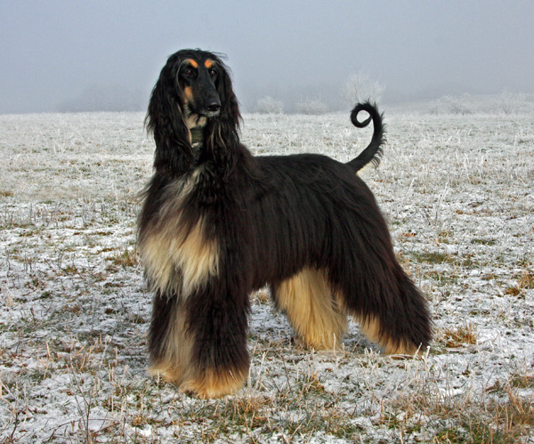Afghanischer Windhund Jackys Hunde Wiki Fandom powered by Wikia