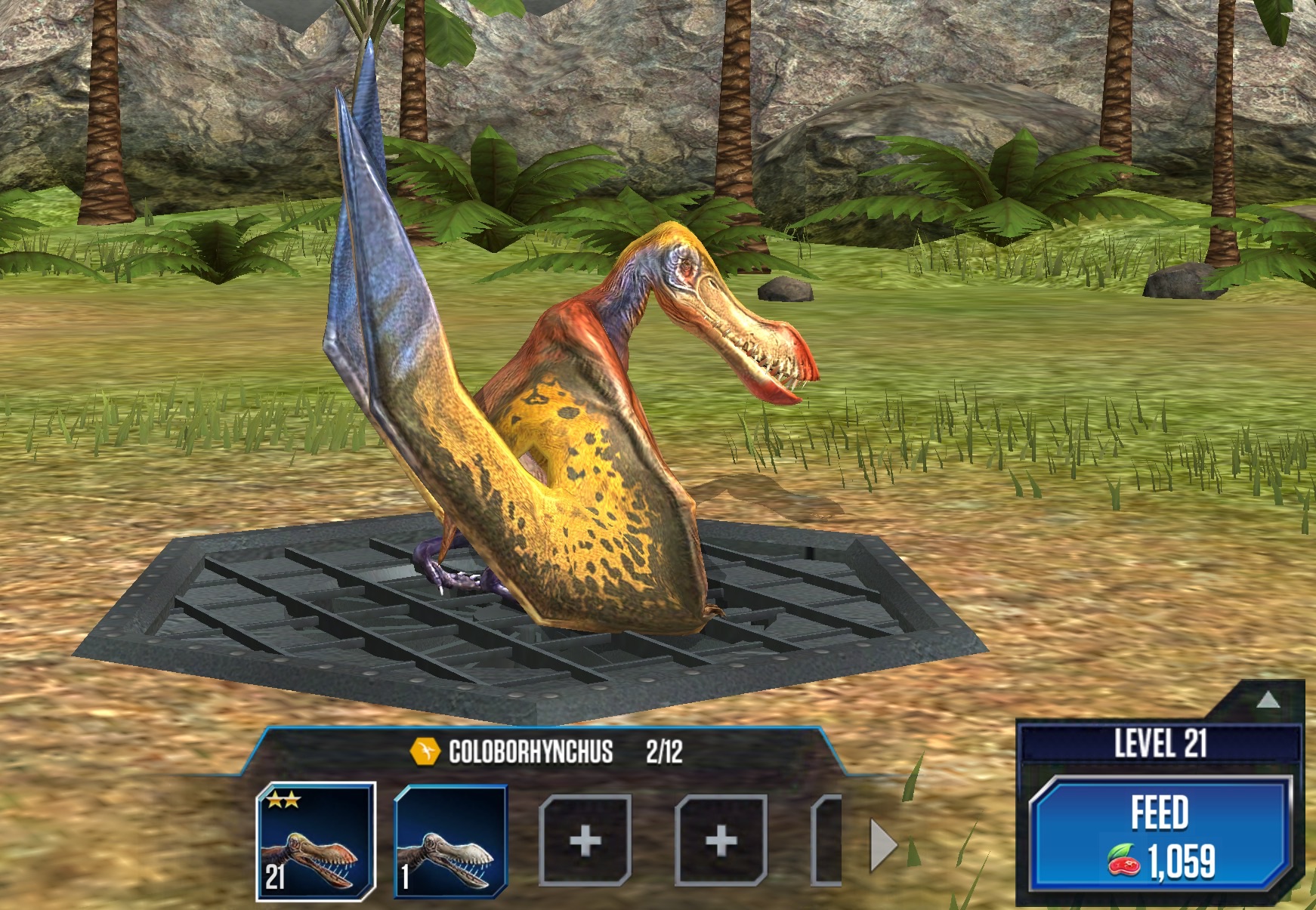 coloborhynchus