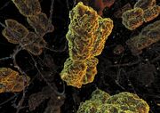 Chromosome