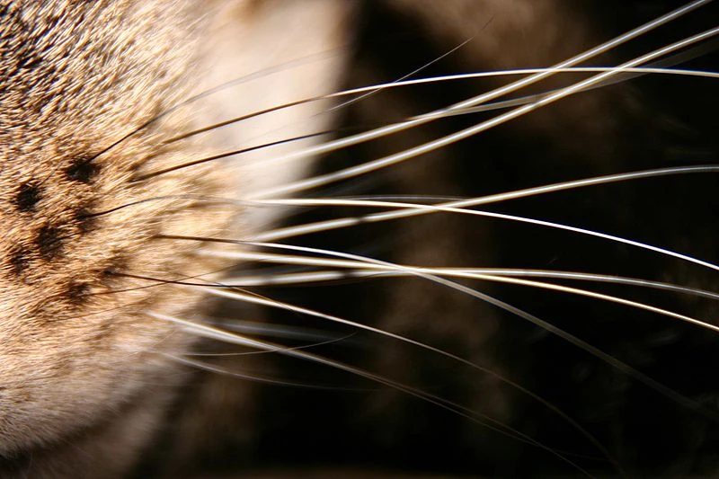 Tastsinn Kitty Wiki Fandom powered by Wikia