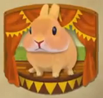 RabbitShow