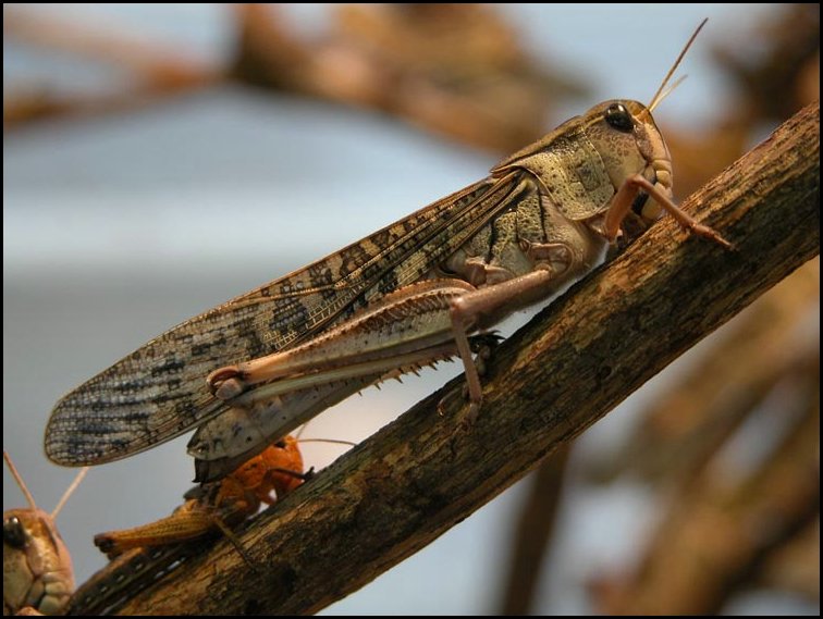 What are the types of locusts?
