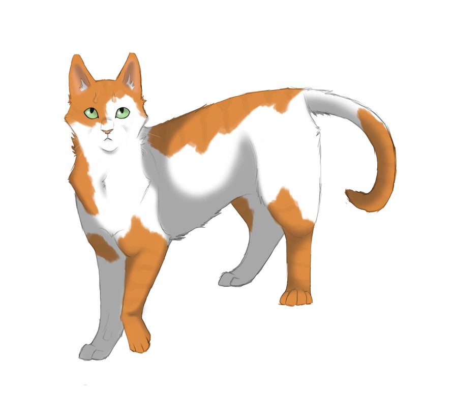 couleur chat roux et blanc