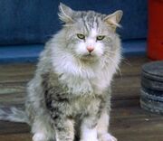 Nadia Cat.jpg