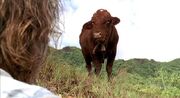 Franks Cow.jpg