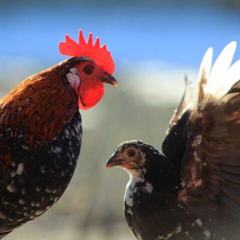 File:Chicken.jpg
