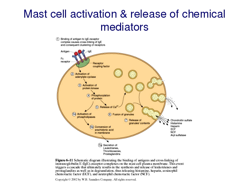 Mast cell Mastocytosis and Mast Cell Disorders Wiki Fandom powered