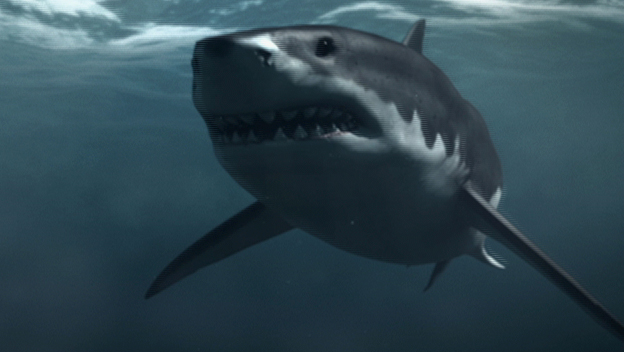 Mega Shark
