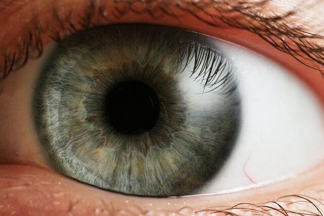 File:Test article image.jpg