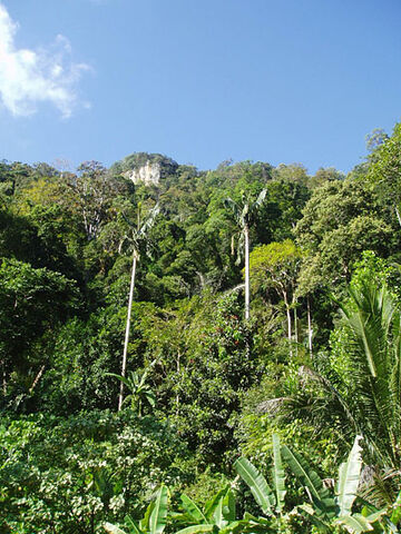 File:05dense-1-.jpg
